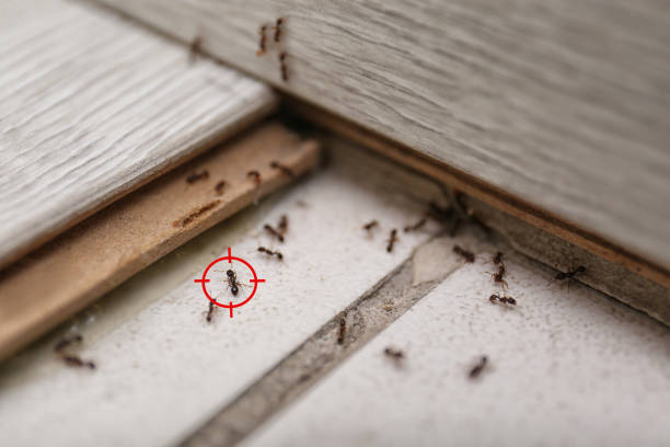 Best Flea Control Services  in North Granby, CT