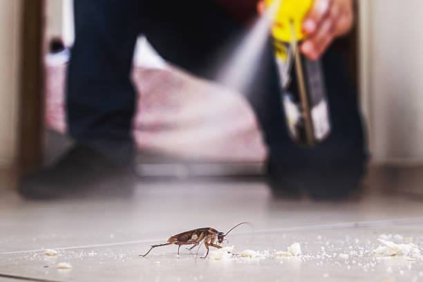 Best Rat Extermination Near Me  in North Granby, CT